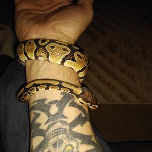 Meet your Posher, Don